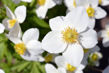 Bahar çiçeklerinin güzel çiçekli arka planı. Sarı kumda büyüyen açık hava bitkisinin parlak beyaz çiçekleri..