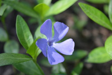 Parlak ve renkli doğa, yeşillik, baharda yeşil çalılar ve ağaçlar. Yeşil yapraklı Vinca 'nın güzel mor çiçekleri.