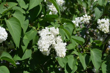 Parlak ve renkli doğa, yeşillik, baharda yeşil çalılar ve ağaçlar. Beyaz çiçekli leylak çalıları, şırınga, dezavantaj, parlak güneş ışığıyla aydınlatılmış..
