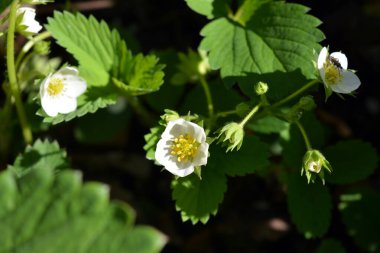 Güzel doğa, meyve bitkileri. Çiçekli çileklerin güzel beyaz çiçekleri.
