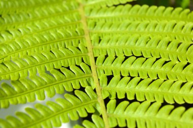 Yeşil eğreltiotu yapraklarından oluşan alışılmadık bir bitki, ışık ışınlarıyla aydınlatılıyor..