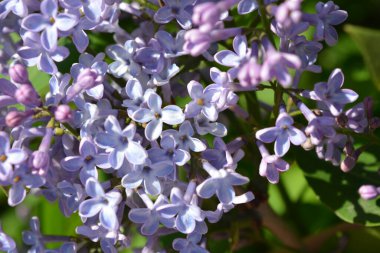 Parlak, sıra dışı bitkiler, büyük çalılar, yazın renkli doğa. Beyaz mor çiçekli leylak çalılar, şırınga, dezavantaj, parlak güneş ışığıyla aydınlatılmış..