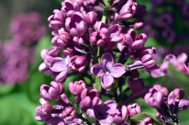 Alışılmadık bitkiler, büyük çalılar, yazın renkli doğa. Koyu ve açık mor çiçekli leylak çalıları Şırınga, dezavantaj, parlak güneş ışığıyla aydınlatılmış.