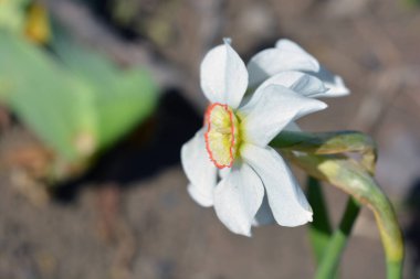 Güzel doğa, parlak beyaz çiçek açan nergisler, nergis, narsist ve Jonquil kumlu bir sokak tepesinde yetişiyor..