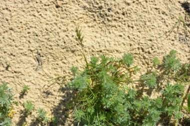 Doğa, küçük taşlı altın kumlar ve yeşil bitkiler, yumuşacık otlar.