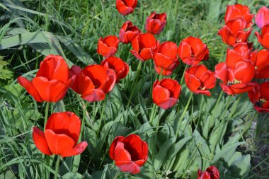 Beautiful nature with blooming flowers and plants in spring. Large unusual red, black tulips growing under the rays of the sun.