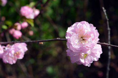 Baharda çiçek açan ağaçlarla dolu güzel ve canlı bir doğa. Badem ağacının pembe kabarık çiçekleri, güneş ışınlarıyla aydınlatılıyor..