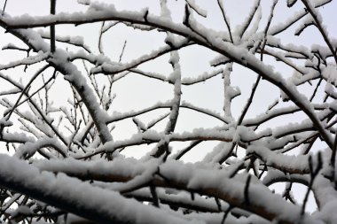 Güzel ve güzel bir hava, ev bahçesindeki ağaçların karanlık dallarında bir sürü beyaz kar..