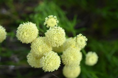 Güzel, alışılmadık renkli çiçekler, doğa. Altın sarısı çiçekler, yeşil yapraklı çiçekli şapkalar, güneş ışınlarıyla aydınlatılmış..