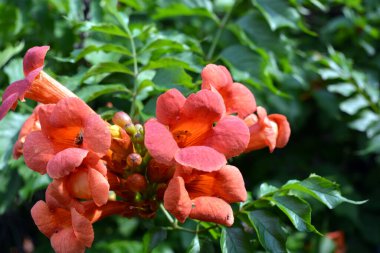 Güzel renkli çiçekler, ev bahçesinin canlı doğası. Turuncu, sarı çiçekli kampüs, trompet çalgıcısı veya yeşil yapraklı trompet sarmaşığı..