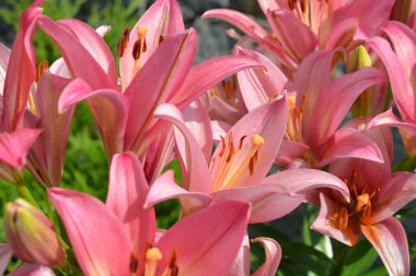 Güzel ve açık hava, güzel doğa ve bitkiler. Şenlikli, renkli kahverengi, pembe ve sarı çiçekli zambaklar, çiçekler, çiçek yatakları.. 