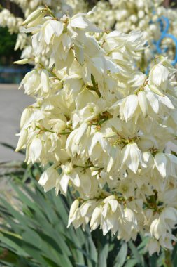 Güzel parlak çiçekler, rengarenk doğa ve hava manzarası. Beyaz çiçekler, Ukrayna 'nın Dnipro şehrindeki bir parkta büyüyen yukka ağacının parlak çanları..