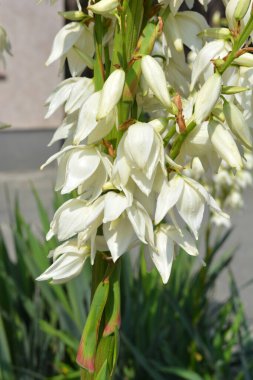Güzel parlak çiçekler, rengarenk doğa ve hava manzarası. Beyaz çiçekler, Ukrayna 'nın Dnipro şehrindeki bir parkta büyüyen yukka ağacının parlak çanları..