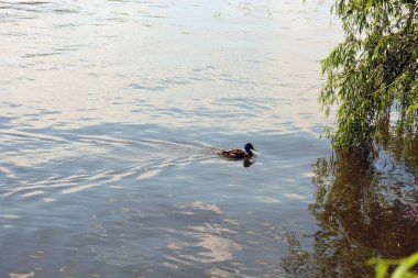 Dnipro, Dnepropetrovsk kentindeki Dnipro Nehri 'nin güzel ve aydınlık doğası ve havası taze su, yeşil söğüt yaprakları ve hayvanlarla dolu..