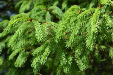 Parlak ve güzel doğa, çam ağaçlarının yeşil dalları, çam ağaçları ve güneş ışığıyla aydınlatılmış köknar ağaçları..