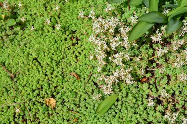 Güzel ve parlak doğa, çiçekler, bitkiler. Yeşil küçük zemin örtüleri, güneş ışınlarıyla aydınlatılır..