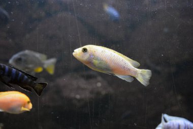 Tatlı su hayvanlarının akvaryumunda yaşayan parlak ve renkli, beyaz büyük balıklar, Dnipro şehrinde balıklar, Dnipropetrovsk.