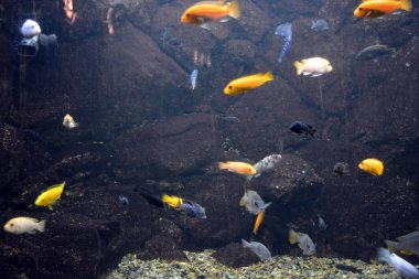 Tatlı su hayvanlarının akvaryumunda yaşayan parlak ve renkli, beyaz büyük balıklar, Dnipro şehrinde balıklar, Dnipropetrovsk.