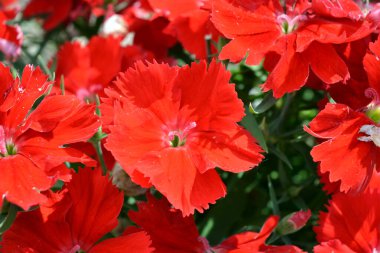 Güzel ve parlak doğa, çiçekler, bitkiler. Kırmızı çiçekler, bahçede büyüyen karanfiller güneş ışığıyla aydınlatılıyor..