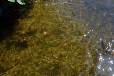 Dnipro, Dnepropetrovsk kentindeki Dnipro Nehri 'nin güzel ve aydınlık doğası ve havası taze su, yeşil söğüt yaprakları ve hayvanlarla dolu..