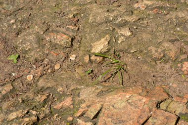 Derin çatlakları olan büyük taşlardan yapılmış güzel, parlak ve sıra dışı doğal arka planlar, su, sarı gıcırtılı yeşil bitkiler..