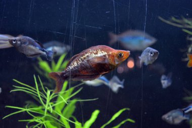 Tatlı su hayvanlarının akvaryumunda yaşayan parlak ve renkli, beyaz büyük balıklar, Dnipro şehrinde balıklar, Dnipropetrovsk.