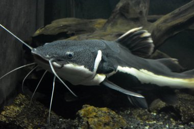 Tatlı su hayvanlarının akvaryumunda yaşayan parlak ve renkli, beyaz büyük balıklar, Dnipro şehrinde balıklar, Dnipropetrovsk.