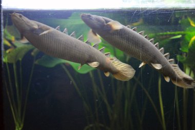 Tatlı su hayvanlarının akvaryumunda yaşayan parlak ve renkli, beyaz büyük balıklar, Dnipro şehrinde balıklar, Dnipropetrovsk.