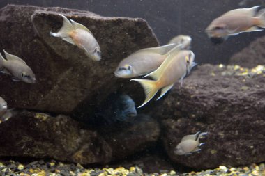 Tatlı su hayvanlarının akvaryumunda yaşayan parlak ve renkli, beyaz büyük balıklar, Dnipro şehrinde balıklar, Dnipropetrovsk.