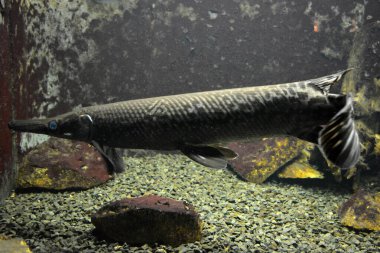 Tatlı su hayvanlarının akvaryumunda yaşayan parlak ve renkli, beyaz büyük balıklar, Dnipro şehrinde balıklar, Dnipropetrovsk.