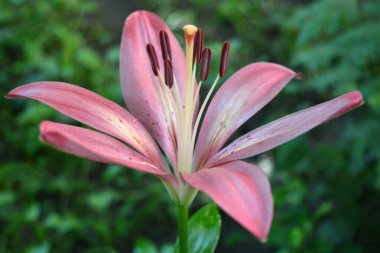 Güzel ve açık hava, güzel doğa ve bitkiler. Şenlikli, renkli kahverengi, pembe ve sarı çiçekli zambaklar, çiçekler, çiçek yatakları.. 