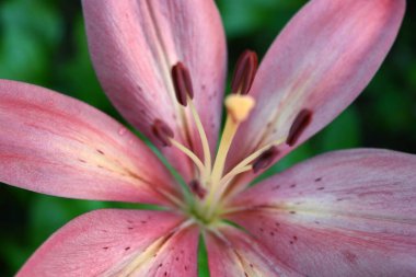 Güzel ve açık hava, güzel doğa ve bitkiler. Şenlikli, renkli kahverengi, pembe ve sarı çiçekli zambaklar, çiçekler, çiçek yatakları.. 