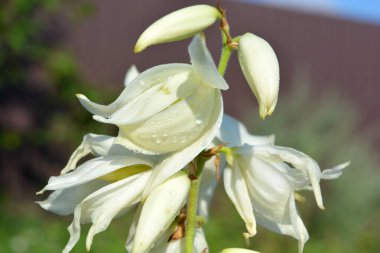 Güzel parlak çiçekler, rengarenk doğa ve hava manzarası. Beyaz çiçekler, Ukrayna 'nın Dnipro şehrindeki bir parkta büyüyen yukka ağacının parlak çanları..