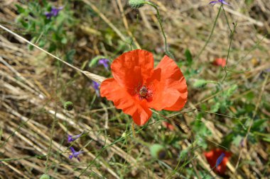 Güzel, alışılmadık renkli çiçekler, doğa. Parlak kırmızı çiçekli yeşil yapraklı gelincik çiçekleri, altın kuru otların arka planında, güneş ışınları tarafından aydınlatılır..