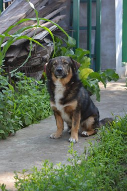 Güzel ve mutlu hayvanlar. Siyah ve kahverengi renkli küçük bir evcil köpek, gri çimento yolundaki bir evin bahçesinde oturuyor..