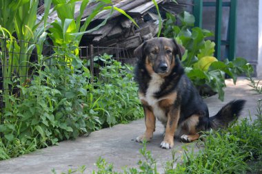 Güzel ve mutlu hayvanlar. Siyah ve kahverengi renkli küçük bir evcil köpek, gri çimento yolundaki bir evin bahçesinde oturuyor..