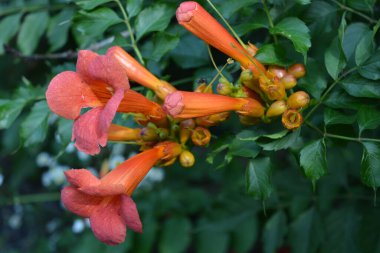 Güzel renkli çiçekler, ev bahçesinin canlı doğası. Turuncu, sarı çiçekli kampüs, trompet çalgıcısı veya yeşil yapraklı trompet sarmaşığı..