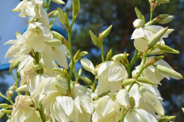 Güzel parlak çiçekler, rengarenk doğa ve hava manzarası. Beyaz çiçekler, Ukrayna 'nın Dnipro şehrindeki bir parkta büyüyen yukka ağacının parlak çanları..