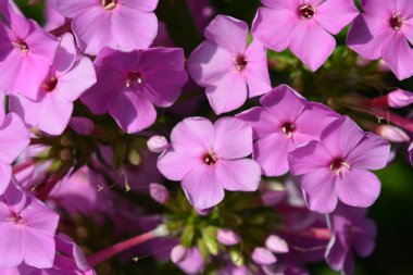 Güneş ışığıyla aydınlatılmış güzel, şenlikli ve küçük çiçekler. Mor ve pembe folyo, yeşil yapraklı küçük bahçe çalıları..