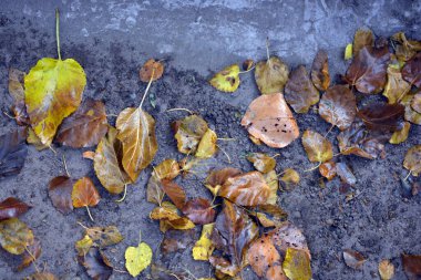 Sonbahar mevsimi güzel ve hoştur. Sarı, kahverengi, altın, kuru yeşil yapraklar, yere düşmüş yapraklar, durgun yeşil çimlerin üzerinde kaldırım.
