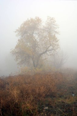 Beyaz sisli güzel ve güzel sonbahar havası. Ağaçlarda güzel, ıslak sarı yapraklar, ıslak çimenler. Alışılmadık doğa ve hava.