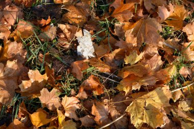 Sonbahar mevsimi güzel ve hoştur. Sarı, kahverengi, altın, kuru yeşil yapraklar, yere düşmüş yapraklar, durgun yeşil çimlerin üzerinde kaldırım.