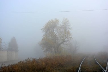 Beyaz sisli güzel ve güzel sonbahar havası. Ağaçlarda güzel, ıslak sarı yapraklar, ıslak çimenler. Alışılmadık doğa ve hava.