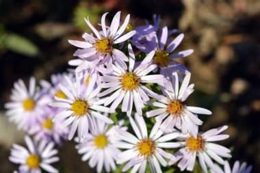 Güzel ve parlak, narin, mor çiçekler, eylülün alçak çalıları, arkaplandaki küçük, yeşil yapraklar güneş ışığıyla aydınlatılıyor..