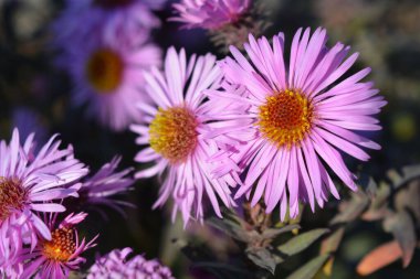 Güzel ve parlak mor çiçekler, eylülün uzun çalıları, küçük yeşil yaprakların arka planında renkli püsküller..