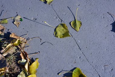 Sonbahar mevsimi güzel ve hoştur. Sarı, kahverengi, altın, kuru yeşil yapraklar, yere düşmüş yapraklar..