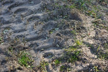 Sıradışı arka planlar, yerden geçen bir traktörün tekerlerinden bir çizim, toprak, yeşil bitkilerle kaplı sarı kum..