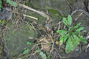 Sıradışı arka planlar, yerden geçen bir traktörün tekerlerinden bir çizim, toprak, yeşil bitkilerle kaplı sarı kum..