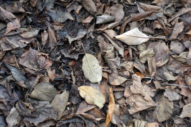 Güzel sonbahar arkaplanları, altın ve kahverengi yapraklar yerde yatıyor..