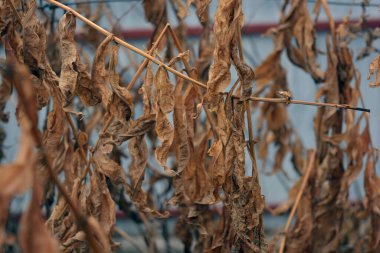 Güzel ve alışılmadık sonbahar doğası, kuru, altın, ağaçlarda yetişen yapraklar mavi gökyüzüne karşı..